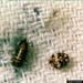Carpet Beetle and Larva